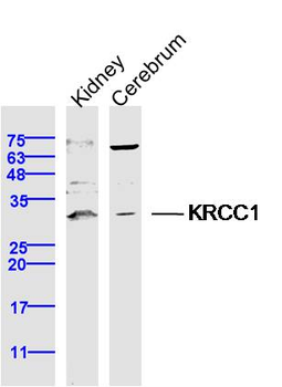KRCC1 Rabbit Polyclonal Antibody