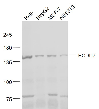 PCDH7 Rabbit Polyclonal Antibody