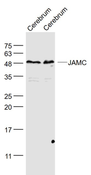 JAMC Rabbit Polyclonal Antibody