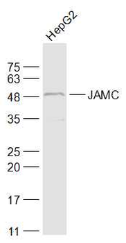 JAMC Rabbit Polyclonal Antibody