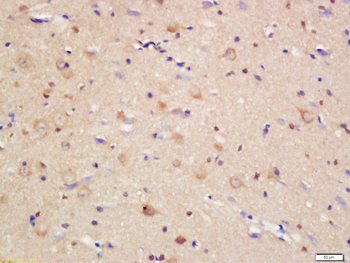 JAMC Rabbit Polyclonal Antibody
