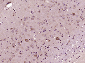 FAM98A Rabbit Polyclonal Antibody