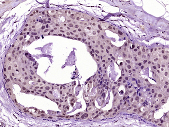 C4orf27 Rabbit Polyclonal Antibody