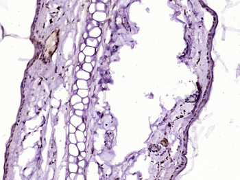 C4orf27 Rabbit Polyclonal Antibody