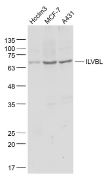 ILVBL Rabbit Polyclonal Antibody