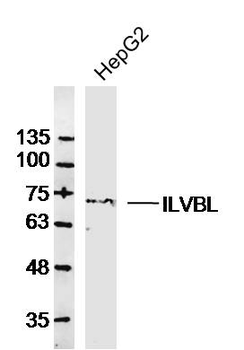 ILVBL Rabbit Polyclonal Antibody