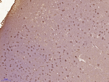 Phospho-AKT1 (Ser129) Rabbit Polyclonal Antibody