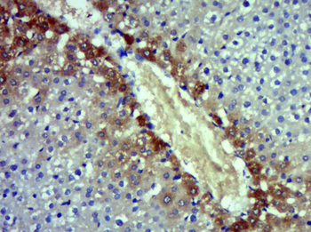 Angiotensin III Rabbit Polyclonal Antibody