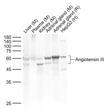 Angiotensinogen antibody
