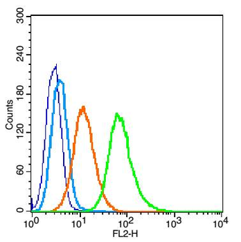 ACSBG2 Rabbit Polyclonal Antibody