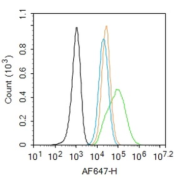 ET-1 Rabbit Polyclonal Antibody