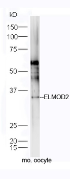 ELMOD2 Rabbit Polyclonal Antibody