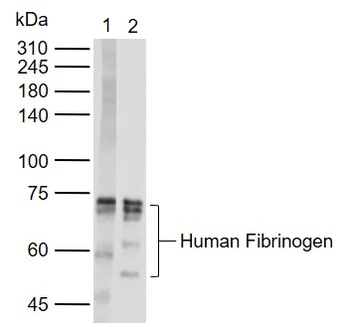 FGA Rabbit Polyclonal Antibody