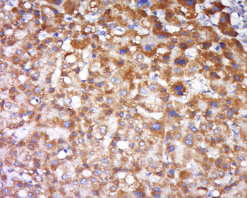 FAIM3 Rabbit Polyclonal Antibody