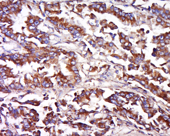 FAIM3 Rabbit Polyclonal Antibody