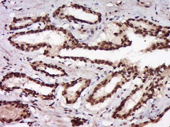 FAM166A Rabbit Polyclonal Antibody
