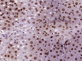 Histone H4 (Acetyl K5) Rabbit Polyclonal Antibody