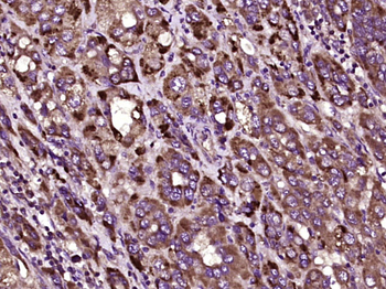 SEMA3G Rabbit Polyclonal Antibody