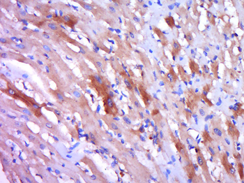 Phospho-MAP2 (Thr1613/1619) Rabbit Polyclonal Antibody