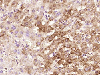 NT5C3 Rabbit Polyclonal Antibody