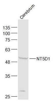 NT5D1 Rabbit Polyclonal Antibody