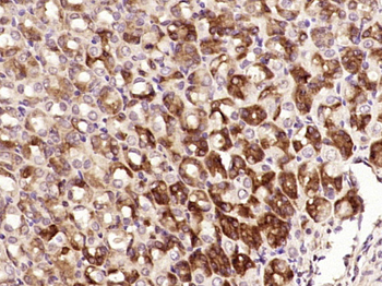 NT5DC2 Rabbit Polyclonal Antibody