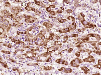 NTAN1 Rabbit Polyclonal Antibody