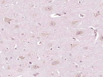Nucleobindin 1 Rabbit Polyclonal Antibody