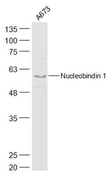 Nucleobindin 1 Rabbit Polyclonal Antibody