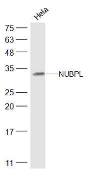 NUBPL Rabbit Polyclonal Antibody