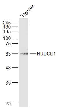 NUDCD1 Rabbit Polyclonal Antibody