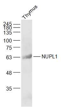 NUPL1 Rabbit Polyclonal Antibody