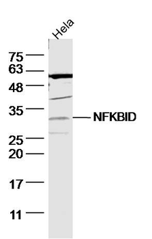 NFKBID Rabbit Polyclonal Antibody