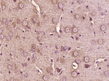 Phospho-NFKB1 (Ser373) Rabbit Polyclonal Antibody