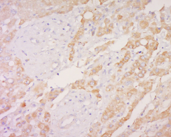 OATP2 Rabbit Polyclonal Antibody