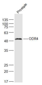 ODR4 Rabbit Polyclonal Antibody