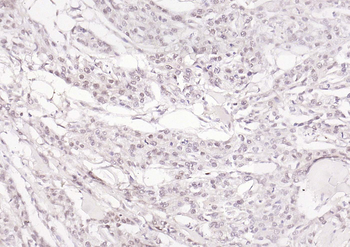 OIT3 Rabbit Polyclonal Antibody
