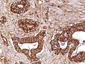 OLFML2B Rabbit Polyclonal Antibody