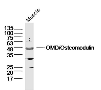 OMD/Osteomodulin Rabbit Polyclonal Antibody