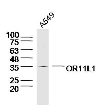 OR11L1 Rabbit Polyclonal Antibody
