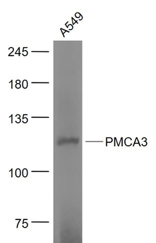PMCA3 Rabbit Polyclonal Antibody
