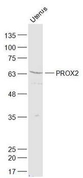 PROX2 Rabbit Polyclonal Antibody