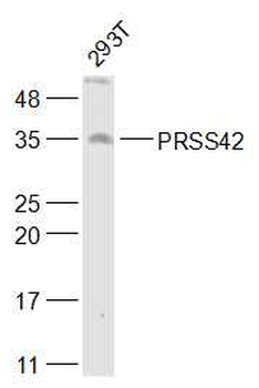 PRSS42 Rabbit Polyclonal Antibody