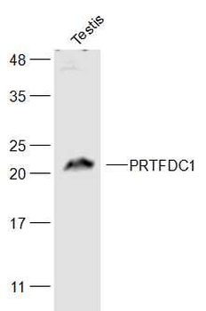 PRTFDC1 Rabbit Polyclonal Antibody