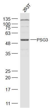 PSG3 Rabbit Polyclonal Antibody