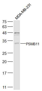 PSMB11 Rabbit Polyclonal Antibody