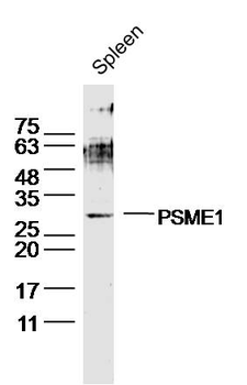PSME1 Rabbit Polyclonal Antibody