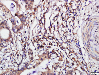 PSMG1 Rabbit Polyclonal Antibody