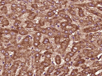 PTPD1 Rabbit Polyclonal Antibody