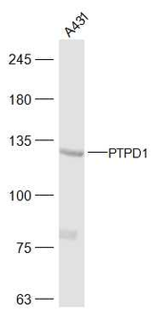 PTPD1 Rabbit Polyclonal Antibody
